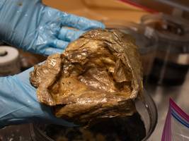 biologie: dna-analyse löst das rätsel um ein goldenes objekt aus der tiefsee