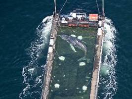 Kaum Nutzen der Maßnahmen?: Experten: Wal wird im tiefen Wasser wohl nicht überleben