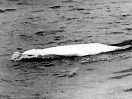 Moby Dick: Vor 60 Jahren: Belugawal im Rhein gesichtet