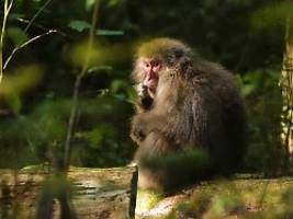 tausende dollar dafür bezahlt: us-amerikanerin ließ affen lebendig verbrennen und verstümmeln