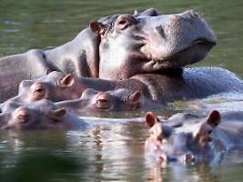 umsiedelung nach indien?: milliardärssohn ist scharf auf escobars nilpferde