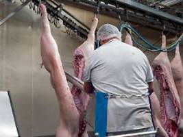 wie ein tierschutz-assistent: verpflichtende videoüberwachung in großen schlachthöfen kommt