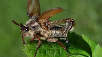 maikäfer in berlin: warum sie nicht immer pünktlich zum 1. mai kommen