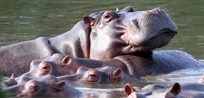Pablo Escobar: Indischer Milliardärssohn will 80 »Kokain-Hippos« aus Kolumbien aufnehmen