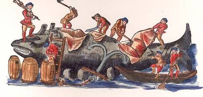 Walrettung in der Ostsee: »Serviere es mit Erbsen« – warum für unsere Vorfahren die Party begann, wenn ein Wal strandete