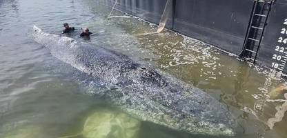 rettungsversuch des buckelwals: »das tier ist der belastung schutzlos ausgeliefert«