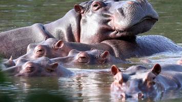 milliardärssohn anant ambani will escobars „kokain-hippos“ vor dem tod retten