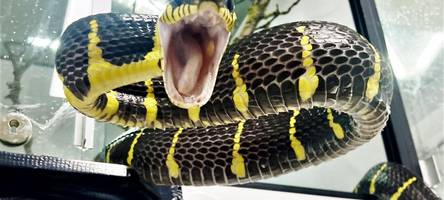 gefährliche schlangenbeschwörung: hätte sich der tödliche unfall des unterallgäuers verhindern lassen?