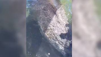 lautes brummen: tierärztin teilt neues video vom wal