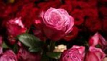 Einzelhandel: In Deutschland werden deutlich weniger Schnittblumen gekauft