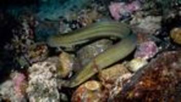 Fischfang: Sechsmonatiges Aalfangverbot in deutschen Meeresgewässern