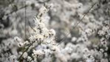 Im Stadtgrün: Auffällige Raupennester in Sträuchern - keine Gefahr