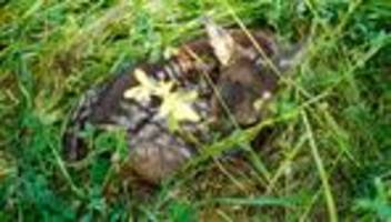 Jungtier im Gras gefunden: Rehkitz stirbt nach Rettungsversuch – Polizei warnt Finder