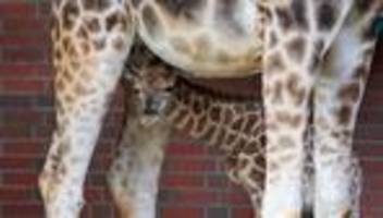 Tiere: Langhalsiger Nachwuchs: Giraffen-Bulle im Tierpark geboren