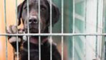 Tiere: Veterinäramt rettet rund 230 Tiere aus schlechter Haltung