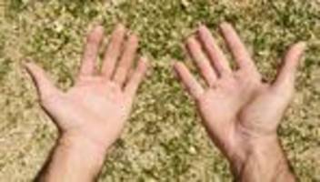 Rasenpflege: Beim perfekten Rasen sind wir gescheitert. Und Sie?