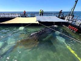 kurs auf nordspitze des landes: dänemark würde wal bei erneuter strandung nicht retten