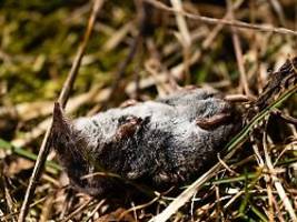 Spitzmäuse übertragen es: Selten, aber hochgefährlich: Toter durch Borna-Virus in Bayern