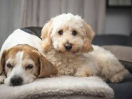 Vom Wolf zum Haustier: Hundegehirn schrumpfte nach Zähmung um die Hälfte