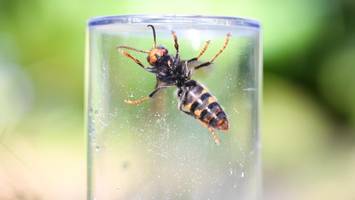 Asiatische Hornisse in Deutschland: Darum schlagen Imker Alarm