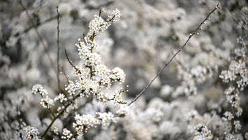 auffällige raupennester in berliner sträuchern: behörde gibt einschätzung