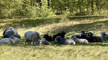 Gotlandschafe angekommen: Der Wedding hat nun flauschige Nachbarn