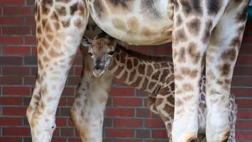 Nach Giraffen-Drama im Tierpark Berlin: Freude über Nachwuchs
