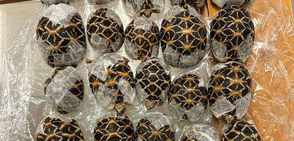 Bangkok: Schmugglerin mit 30 Schildkröten unter der Kleidung erwischt