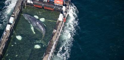 ostsee: der wal ist unterwegs – »mensch karin, der bedankt sich«