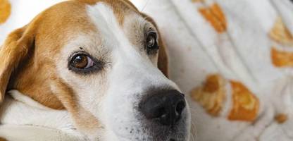 hunde: als die tiere zu den menschen zogen, schrumpfte ihr gehirn