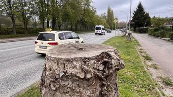 gesunde bäume für straßenumgestaltung gefällt – obwohl gar nicht gebaut wird