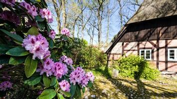 last minute: jetzt noch den frühling in der heide auskosten
