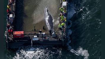 Rettung um jeden Preis? Experte erklärt, was die Wal-Hysterie über uns verrät