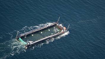 Wo ist der Wal? Hier können Sie seine Position live verfolgen