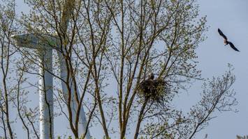 Seeadler brüten erstmals im Bezirk und stellen Windparkbetreiber vor ein Problem