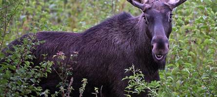 Ist „Chaos-Elch“ Emil zurück? Wieder spaziert ein Elch durch Niederbayern