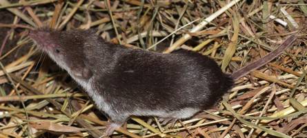 unterallgäuer stirbt an seltenem borna-virus