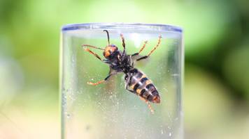 So gefährlich ist die Asiatische Hornisse