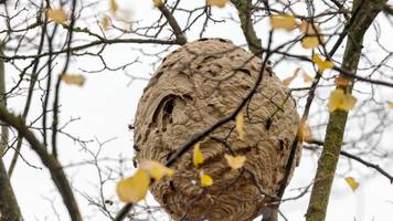 Hornissen: So verhindern Sie den Nestbau