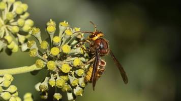 Hornissen töten: Warum Sie das nicht tun sollten