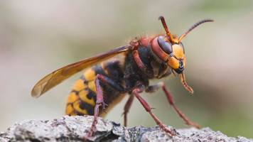 Hornissenkönigin erkennen: Aussehen, Größe und Verhalten