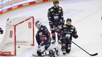die eisbären spüren den großen reiz des neuen