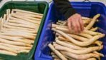Saisongemüse: Spargel-Ernte im April unter dem Vorjahr