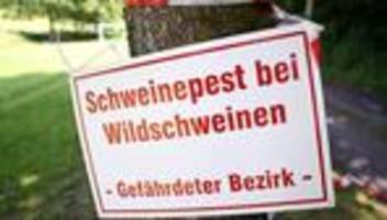 Schutzmaßnahmen: ASP-infiziertes Wildschwein nahe Grenze zu Hessen gefunden