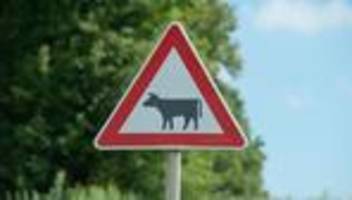 Tiere: Kuh büchst aus und wandert über Straße