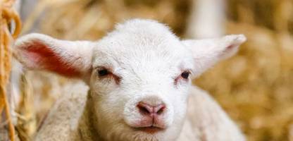 Beginn der Grillsaison: Jeder, der Tiere isst, sollte sich einmal ansehen, wie ein Tier stirbt