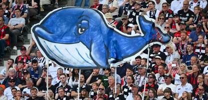 Ostsee-Wal »Timmy« im Video: Der Meeressäuger ist zurück in der Nordsee