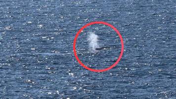 Ostsee-Walrettung von der Wismarbucht im Live-Ticker