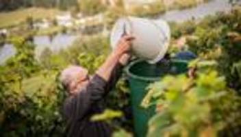 Winzer: Trost oder Prost