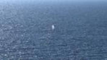 wal in der ostsee: freigesetzter buckelwal bleibt weiter vom radar verschwunden